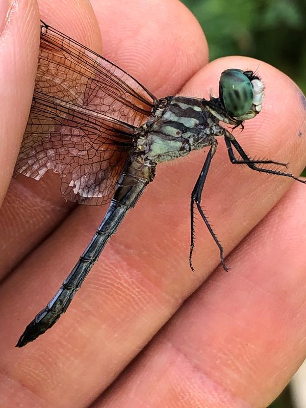 Photo of Blue Dasher