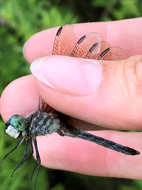 Photo of Blue Dasher