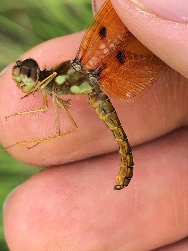 Photo of Eastern Amberwing