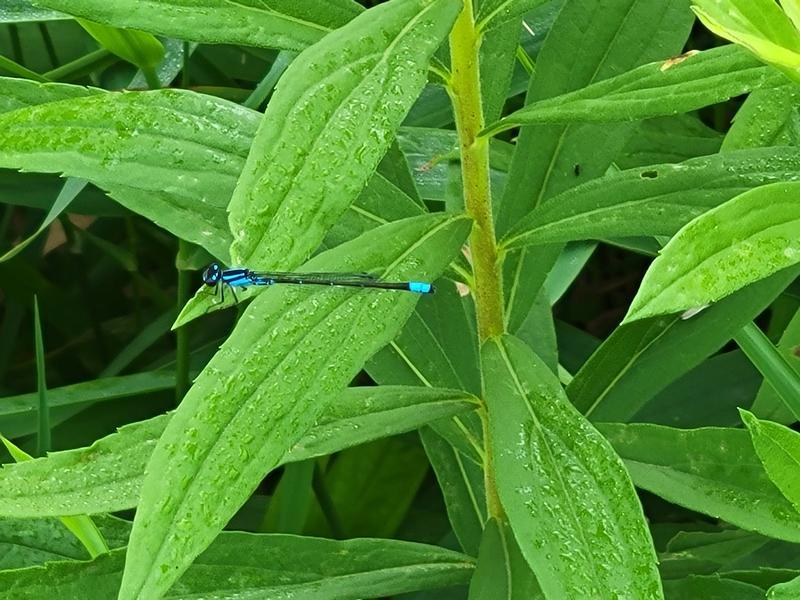 Photo of Skimming Bluet