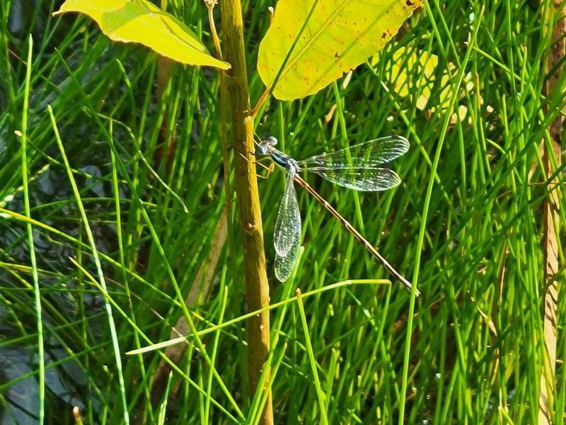 Photo of Slender Spreadwing