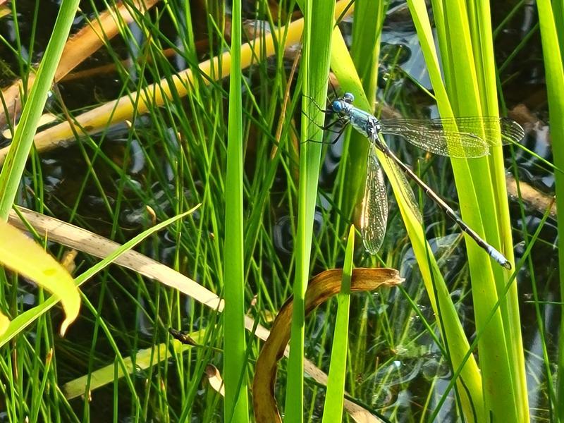 Photo of Amber-winged Spreadwing