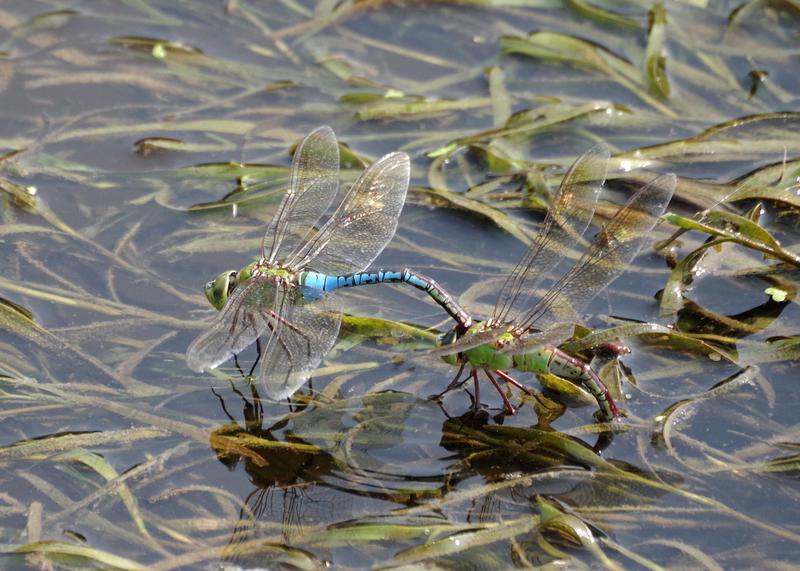 Photo of Common Green Darner
