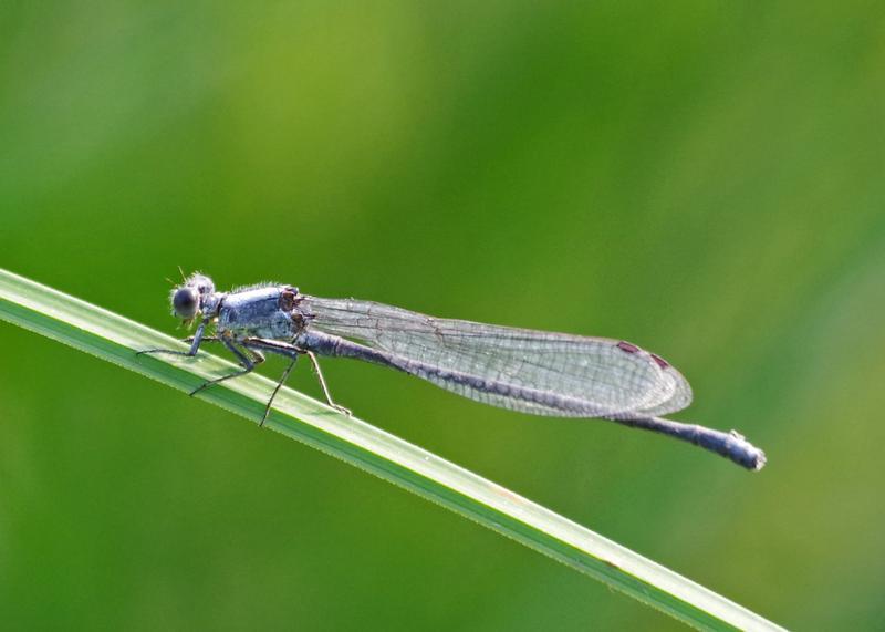 Photo of Powdered Dancer