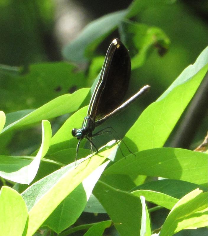 Photo of Ebony Jewelwing