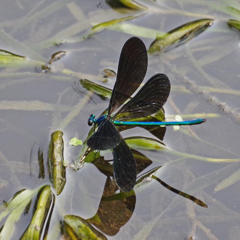Photo of Ebony Jewelwing