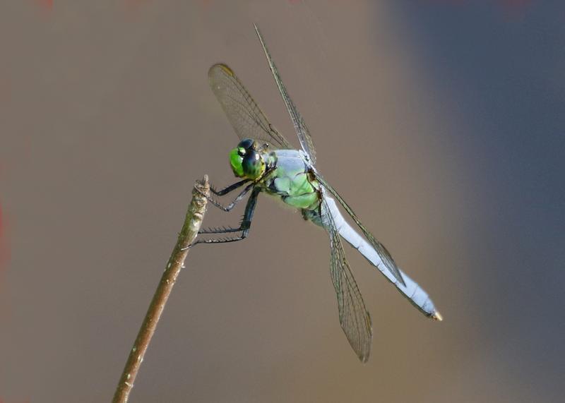 Photo of Eastern Pondhawk