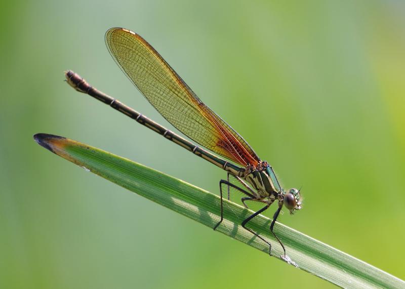 Photo of American Rubyspot
