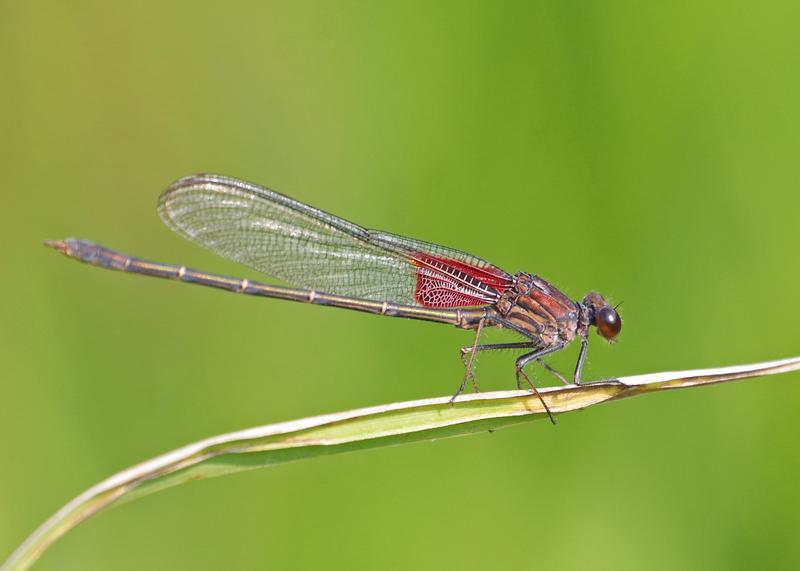 Photo of American Rubyspot