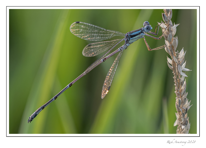 Photo of Slender Spreadwing