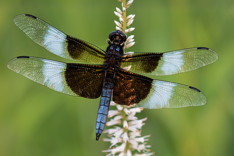 Photo of Widow Skimmer