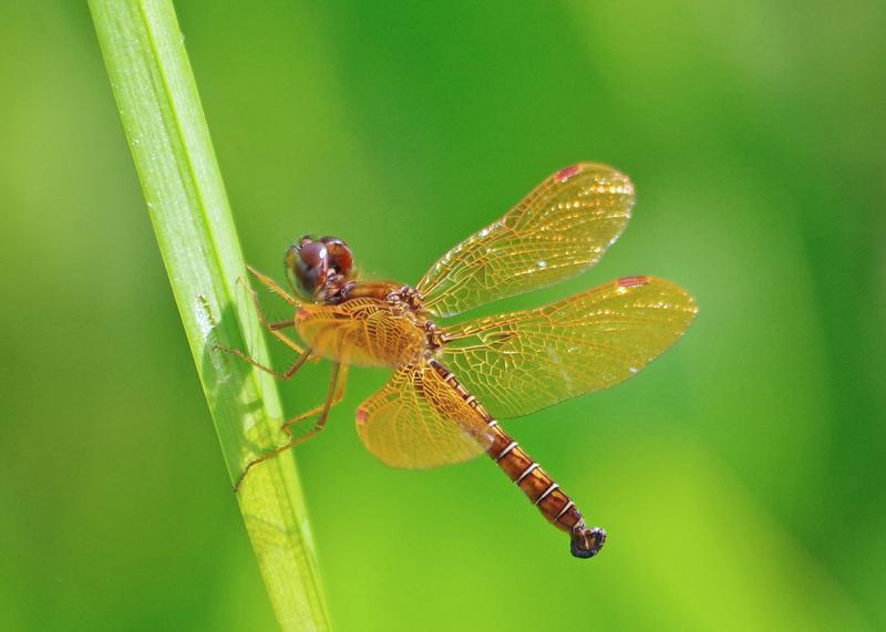 Photo of Eastern Amberwing