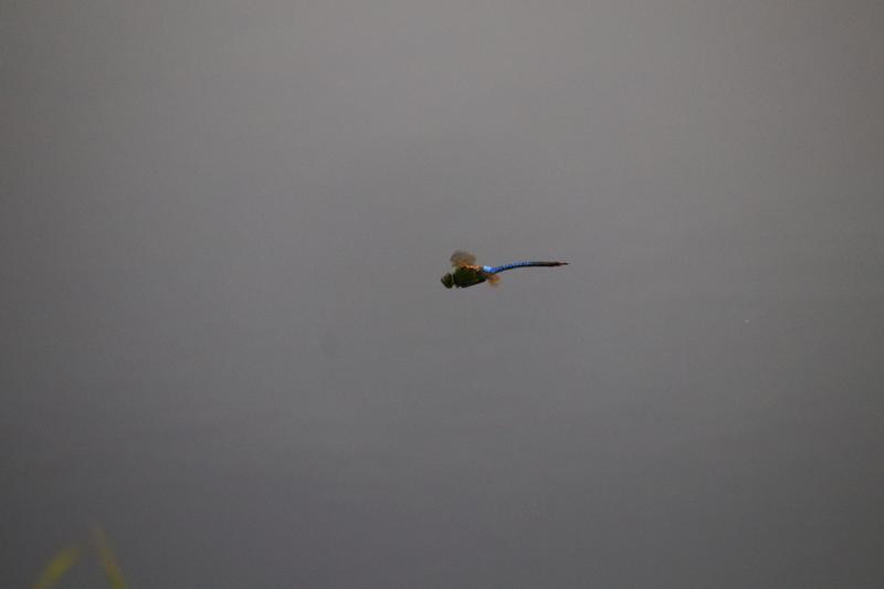 Photo of Common Green Darner