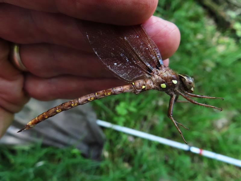 Photo of Fawn Darner