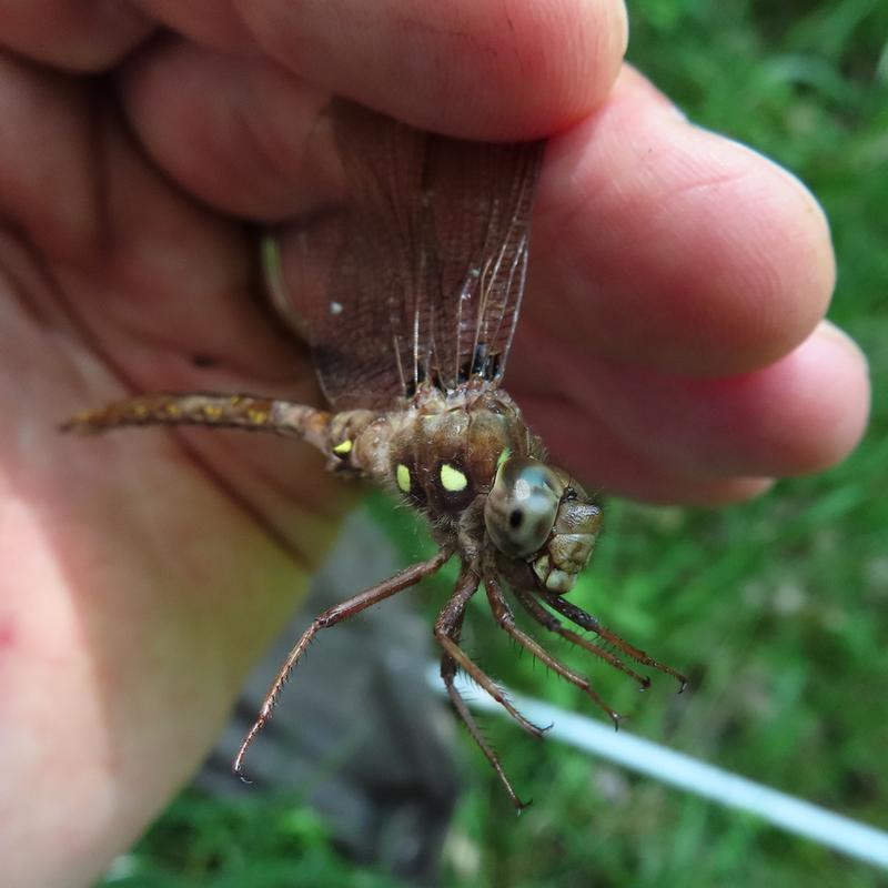 Photo of Fawn Darner