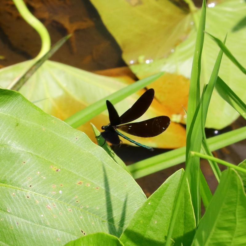 Photo of Ebony Jewelwing
