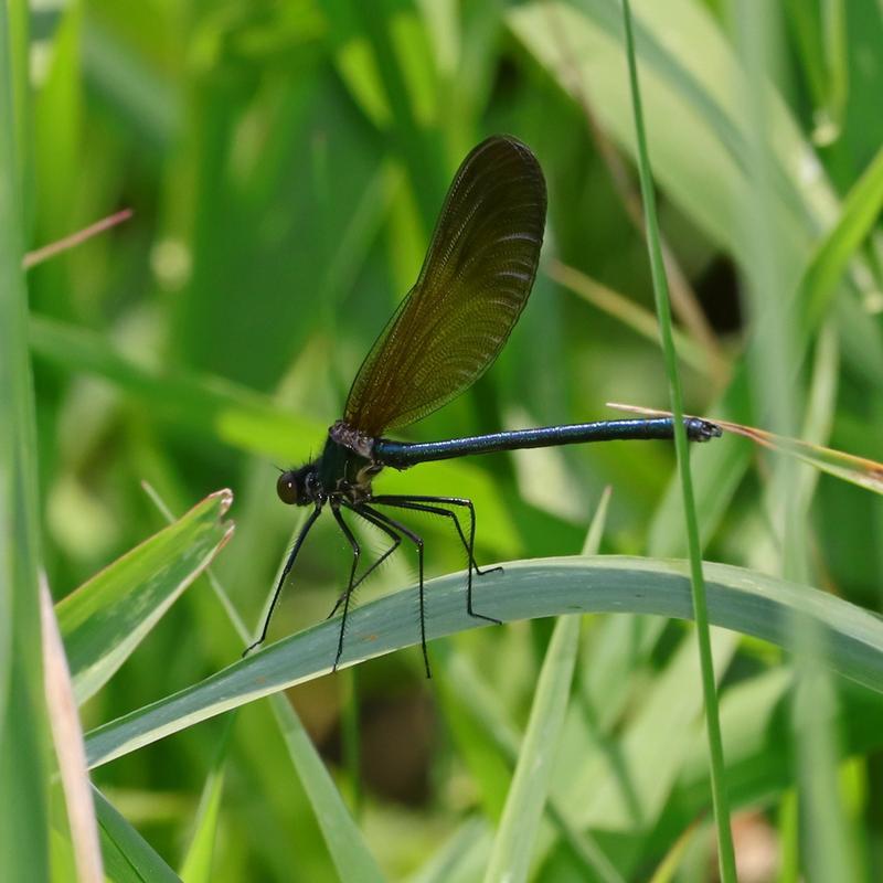 Photo of River Jewelwing