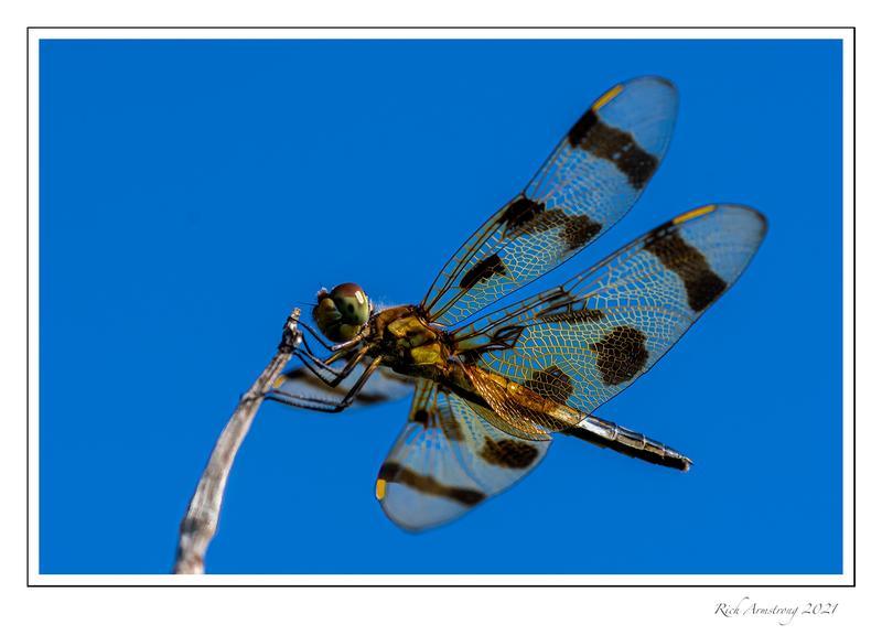 Photo of Halloween Pennant