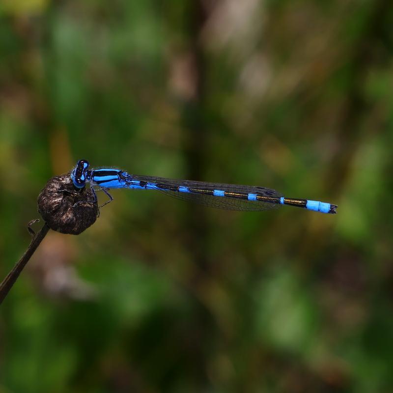 Photo of Tule Bluet
