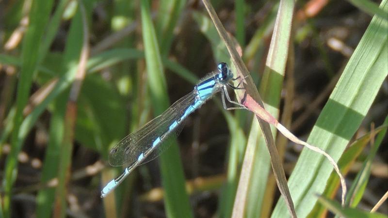 Photo of Tule Bluet