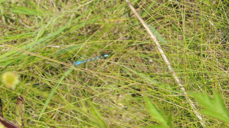 Photo of Tule Bluet