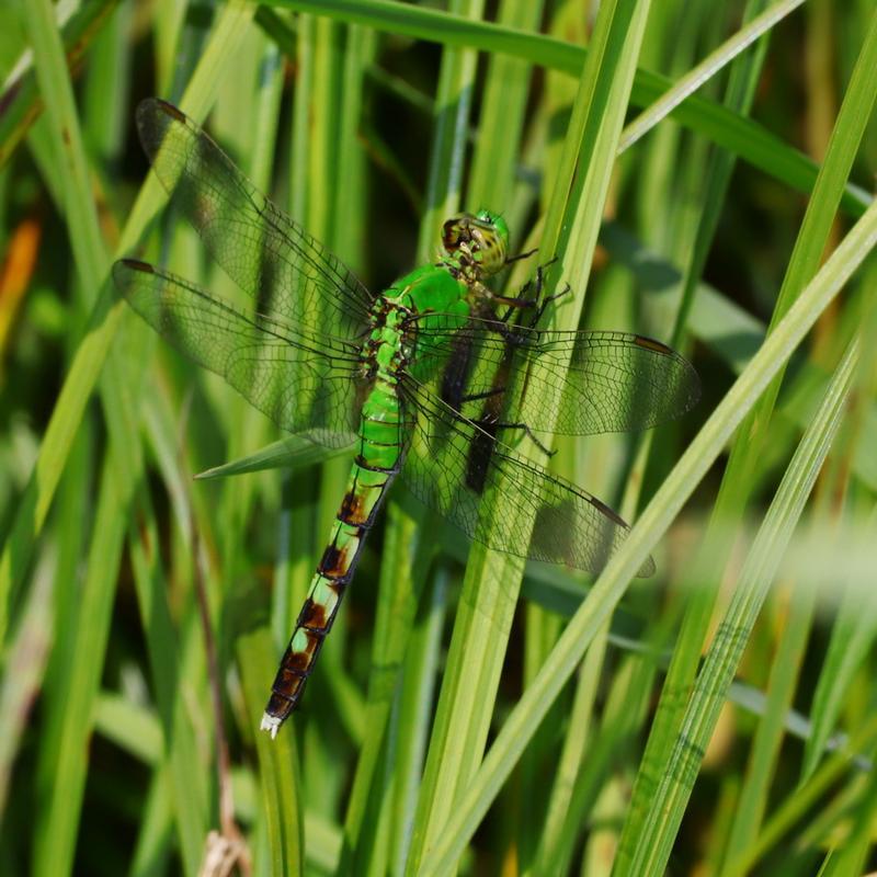 Photo of Eastern Pondhawk