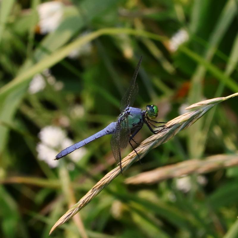 Photo of Eastern Pondhawk
