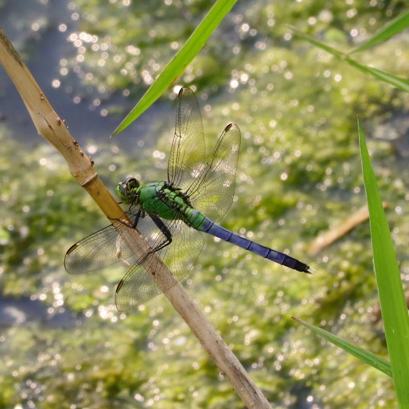 Photo of Eastern Pondhawk