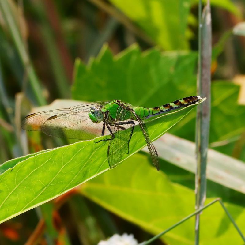 Photo of Eastern Pondhawk