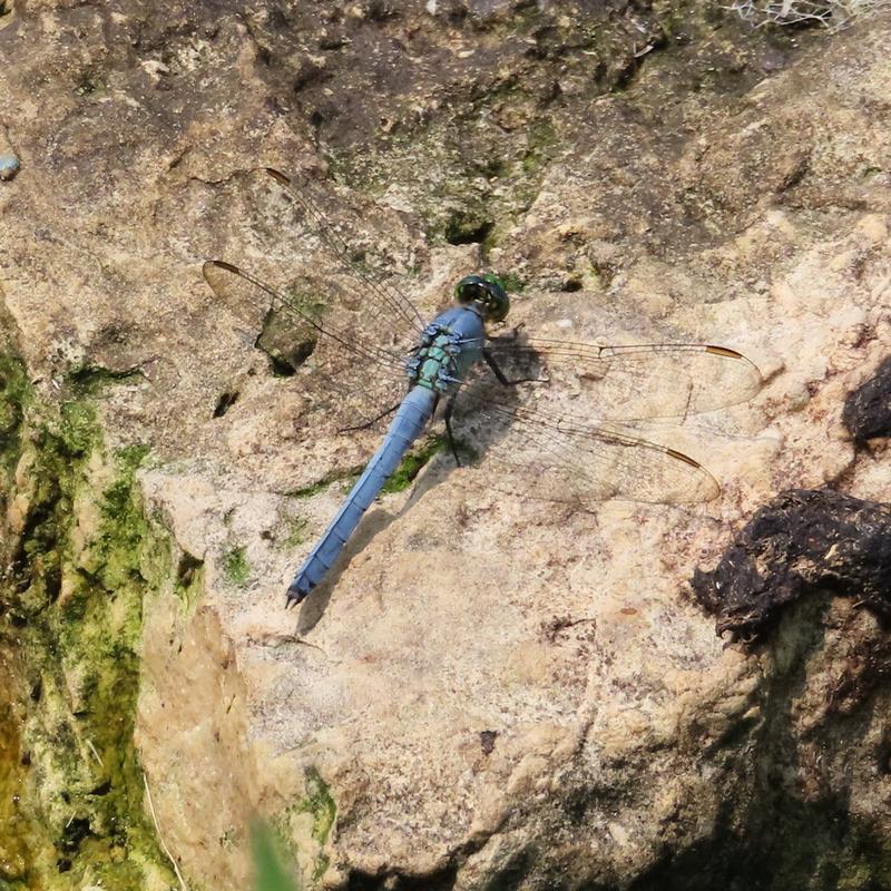 Photo of Eastern Pondhawk