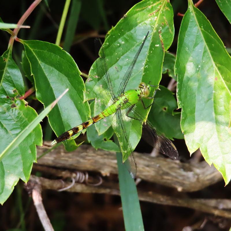 Photo of Eastern Pondhawk
