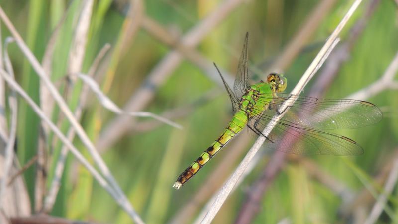 Photo of Eastern Pondhawk