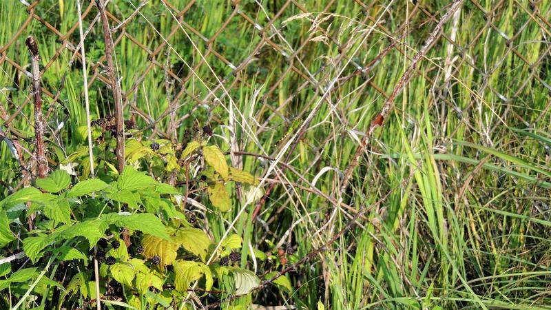 Photo of Eastern Pondhawk