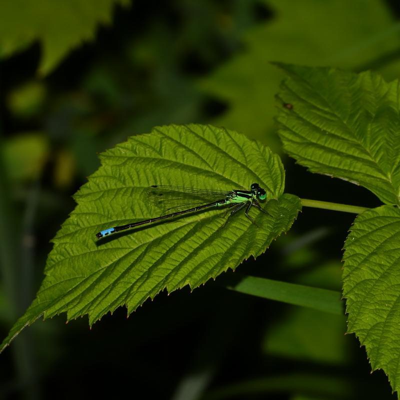 Photo of Eastern Forktail