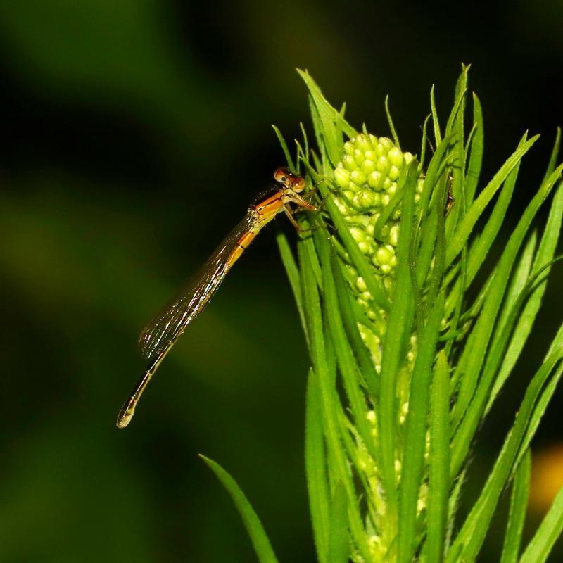 Photo of Eastern Forktail