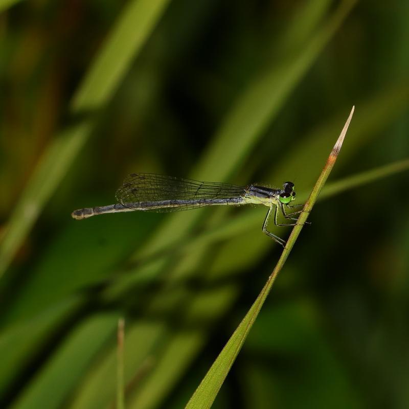 Photo of Eastern Forktail
