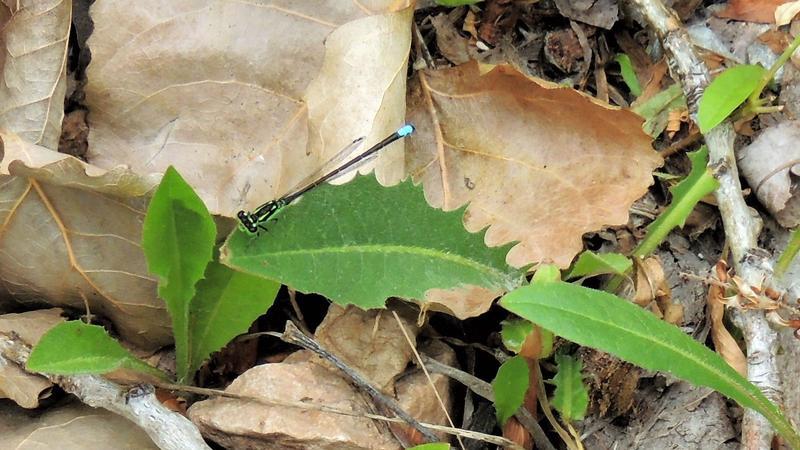 Photo of Eastern Forktail