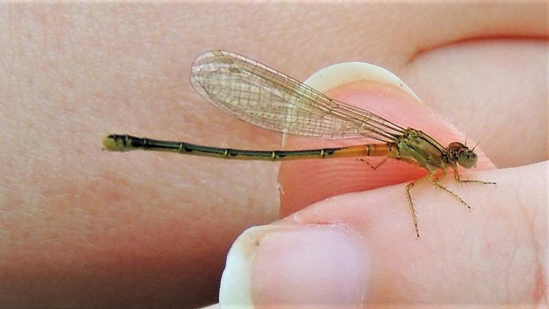 Photo of Eastern Forktail