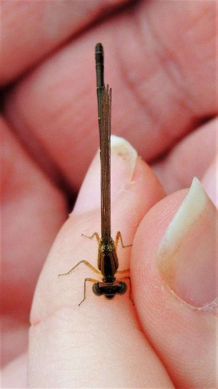 Photo of Eastern Forktail