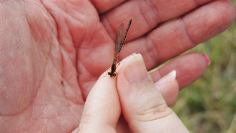 Photo of Eastern Forktail
