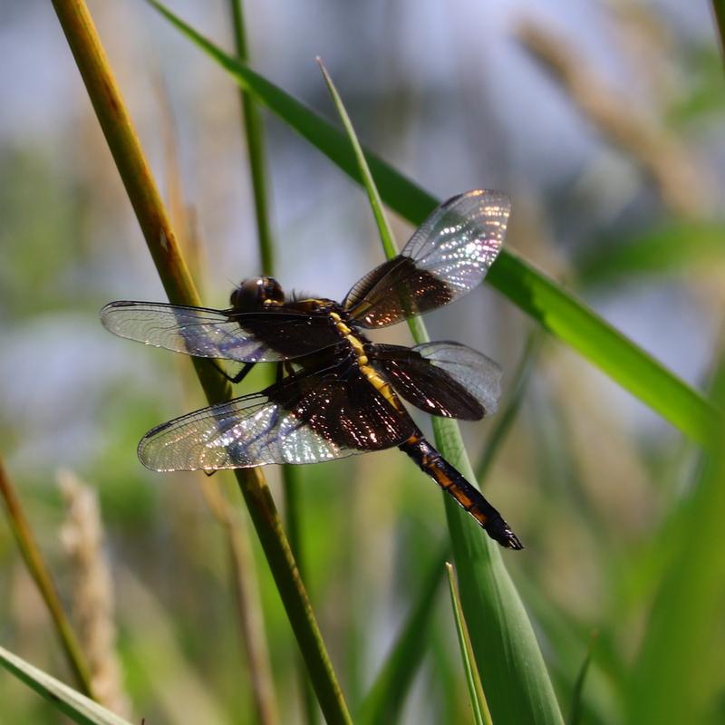 Photo of Widow Skimmer