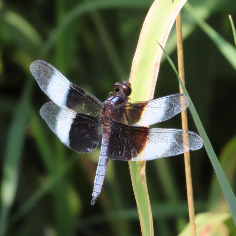 Photo of Widow Skimmer