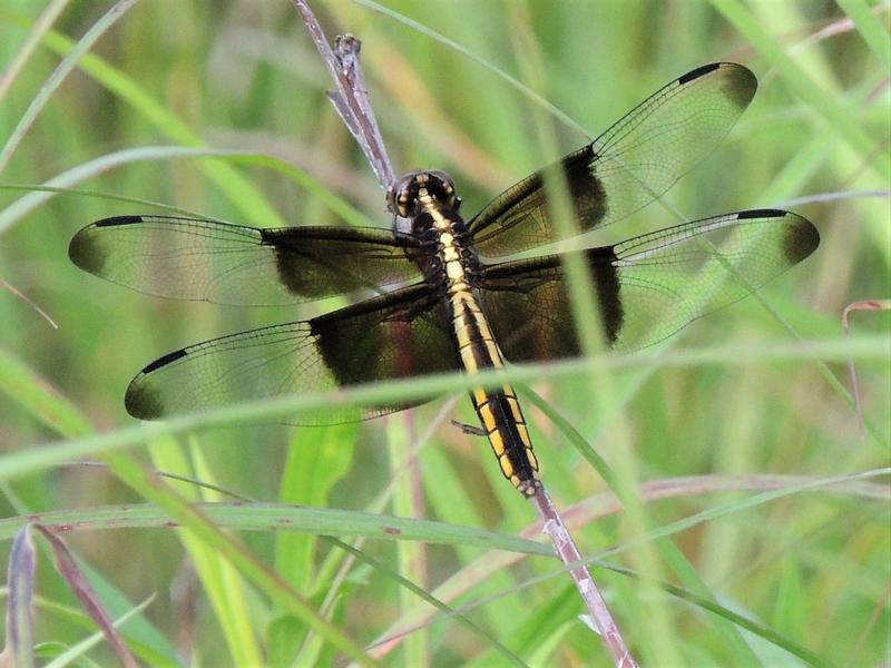 Photo of Widow Skimmer