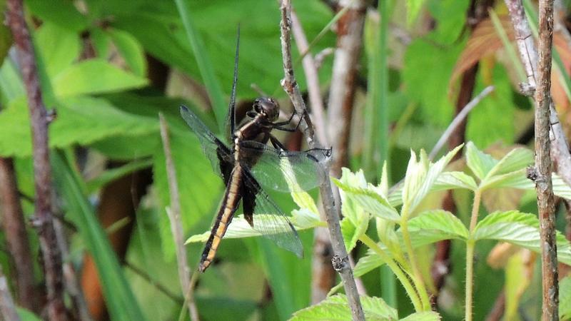 Photo of Widow Skimmer