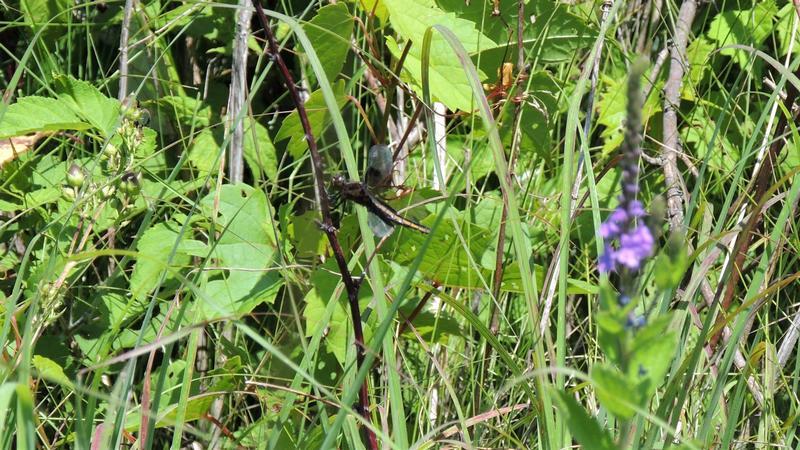 Photo of Widow Skimmer