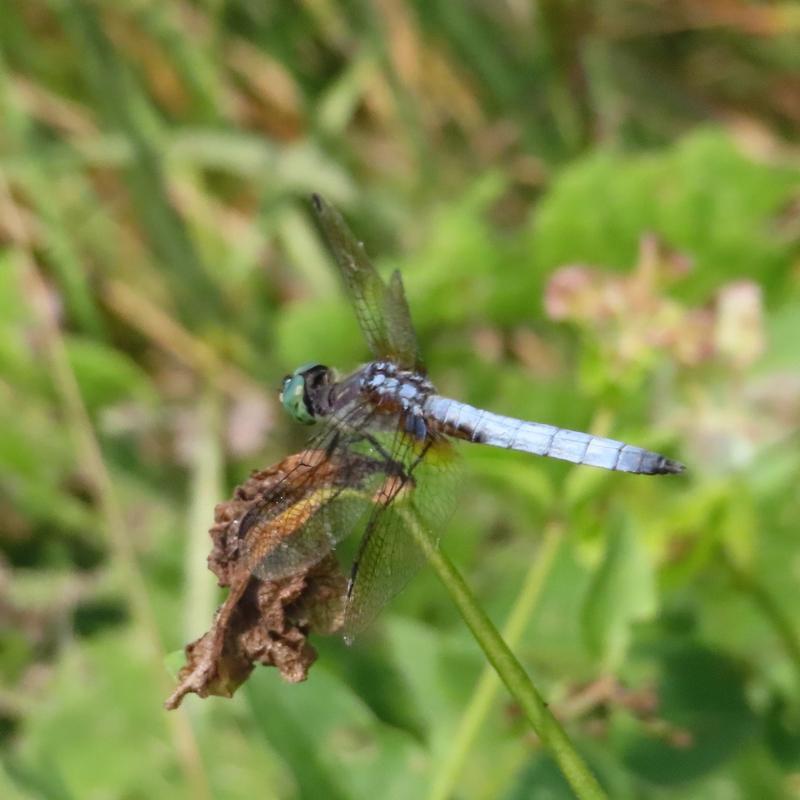 Photo of Blue Dasher