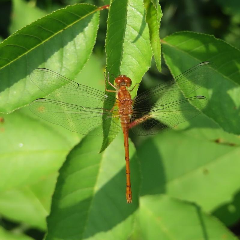 Photo of Autumn Meadowhawk