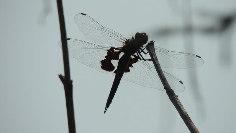Photo of Black Saddlebags