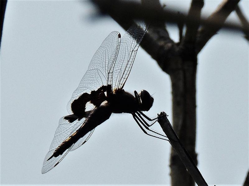 Photo of Black Saddlebags
