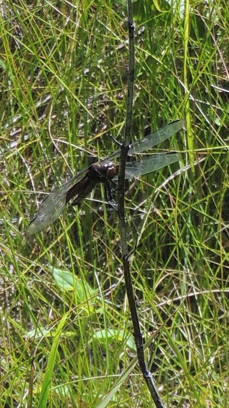 Photo of Black Saddlebags